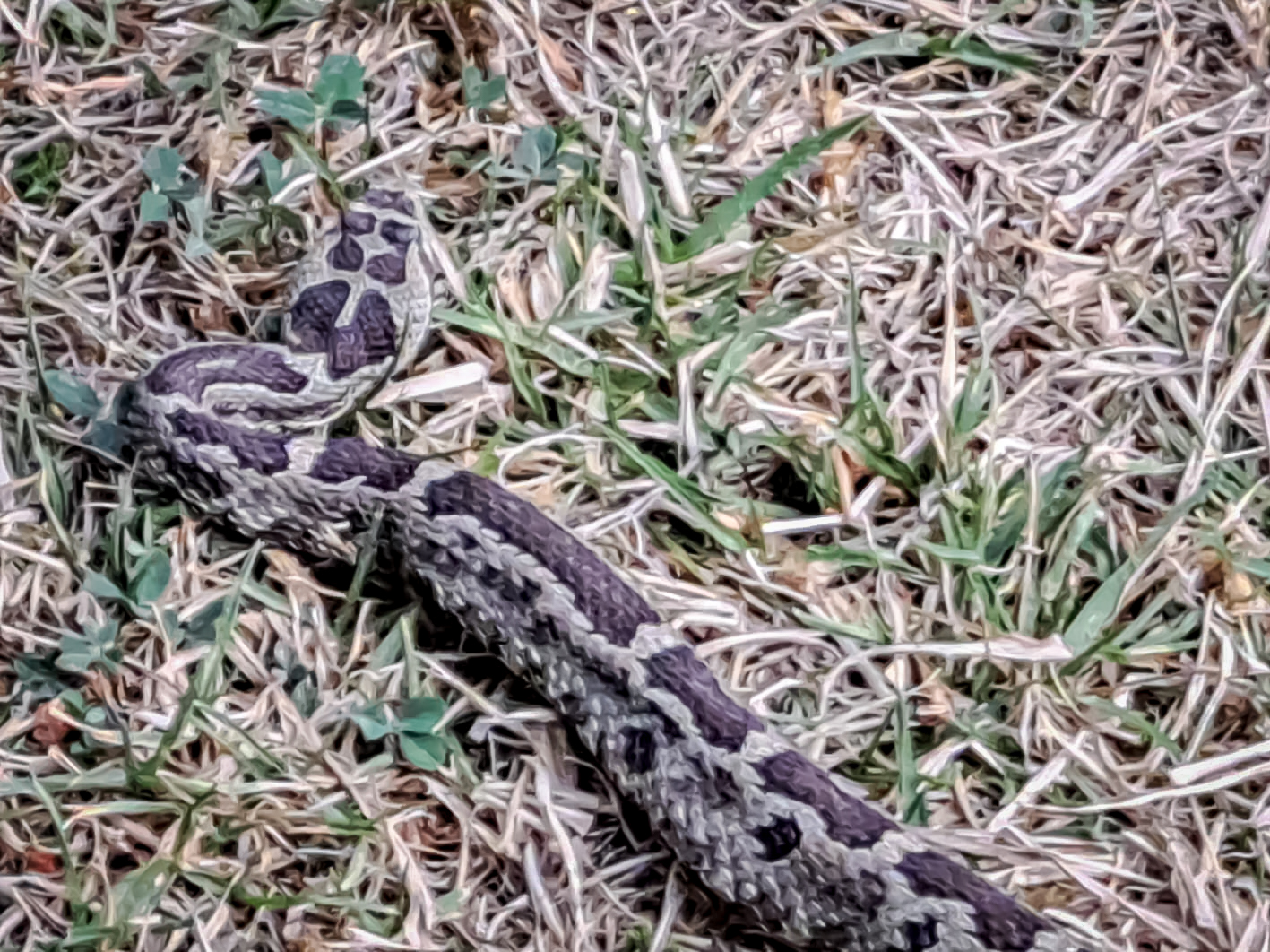 Realizan liberación de fauna silvestre en “El Chico”