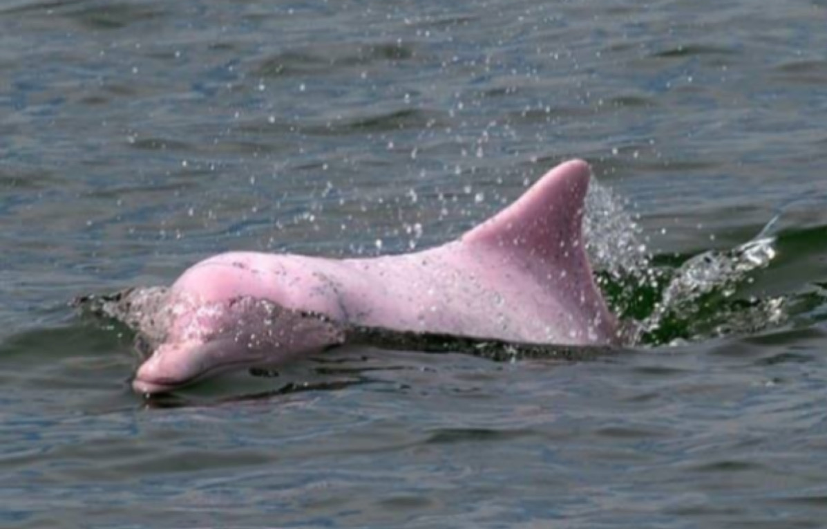 Delfín rosa en Golfo de México cautiva las redes sociales