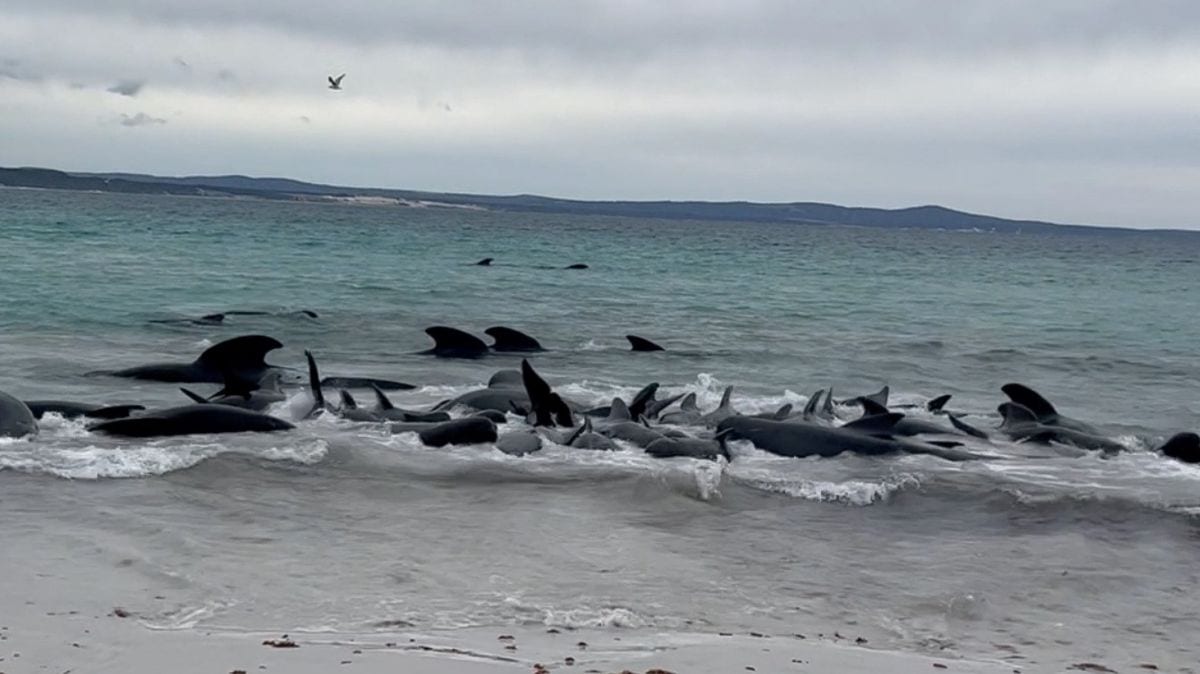 97 Ballenas piloto mueren en el suroeste de Australia