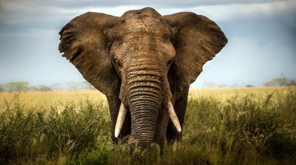 Alarmante cifra: 200 elefantes víctimas de caza ilegal en Sri Lanka.