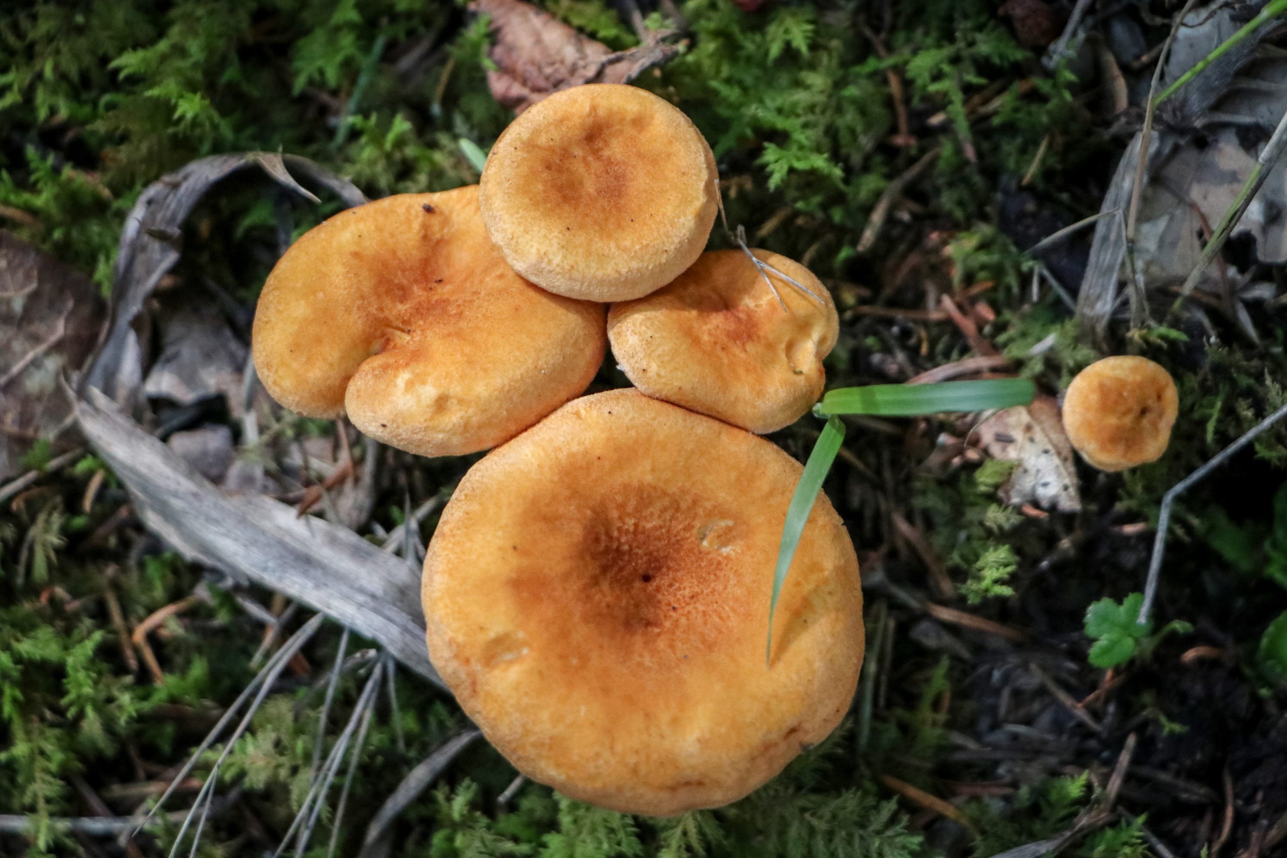 Semarnath invita a participar en curso de cultivo con hongos