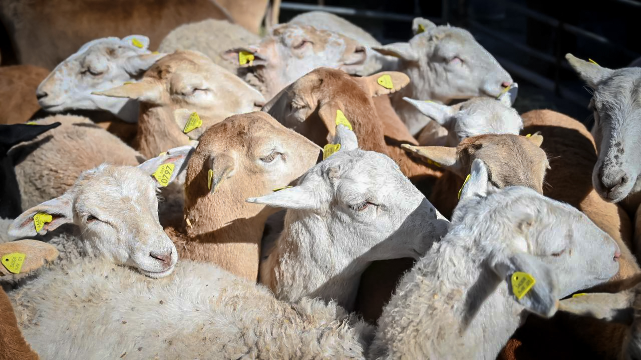 Saderh impulsa el desarrollo ganadero en el Altiplano Hidalguense