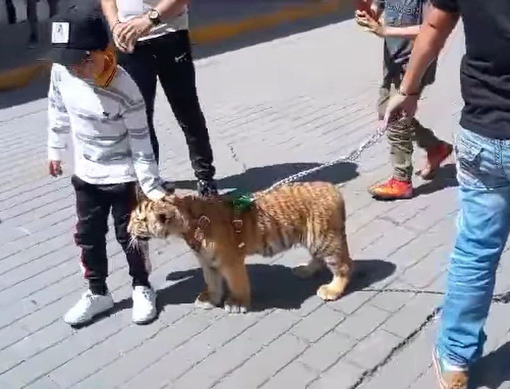 Hombre Pasea Tigre en el Centro de Tulancingo