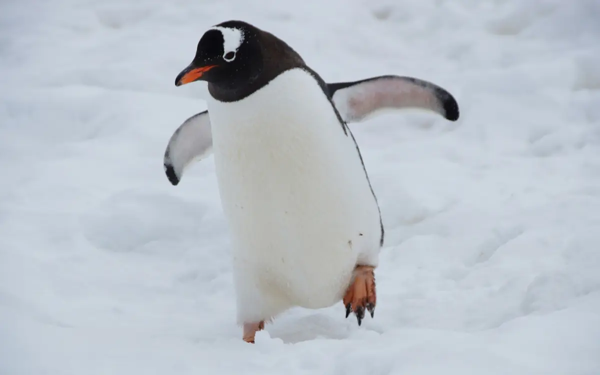 Cambio Climático Afecta la Vida de los Pingüinos