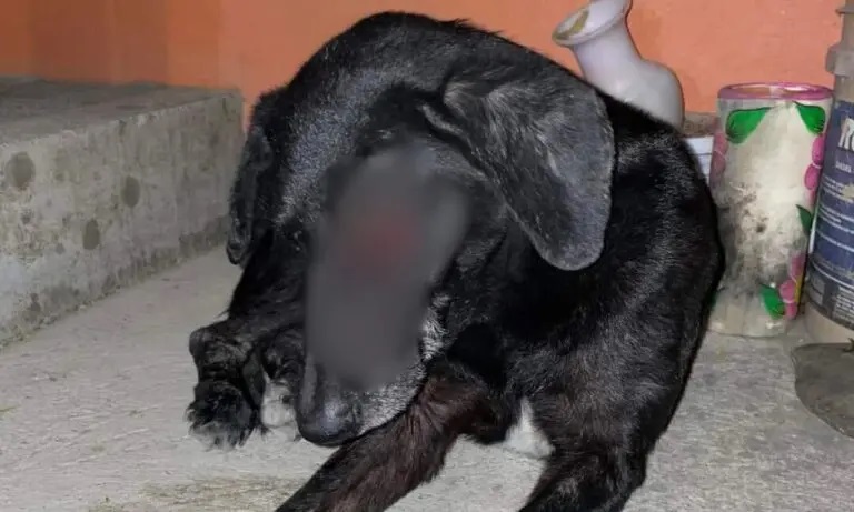Indignación en Atlapexco: Otra víctima de tortura a los animales