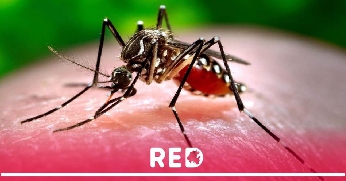 Detectan 120 casos confirmados de dengue en Hidalgo