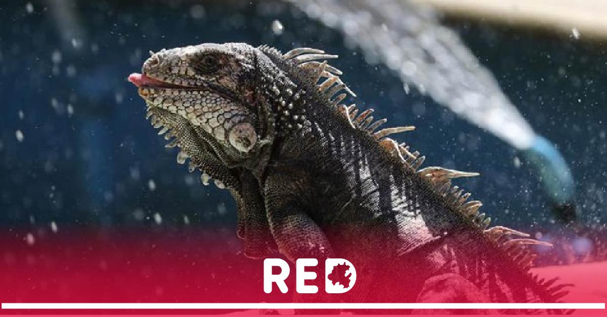 Ixmiquilpan: Iguana de un metro rescatada del techo de una casa