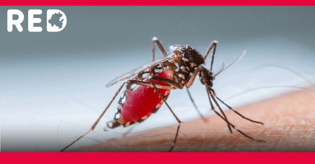 Pachuca y Zimapán confirman casos de dengue