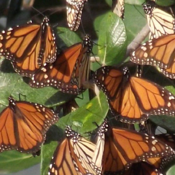 Se refugian millones de mariposas Monarca en bosques de Hidalgo