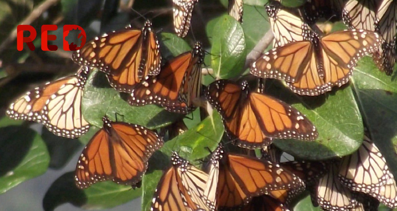 Se refugian millones de mariposas Monarca en bosques de Hidalgo