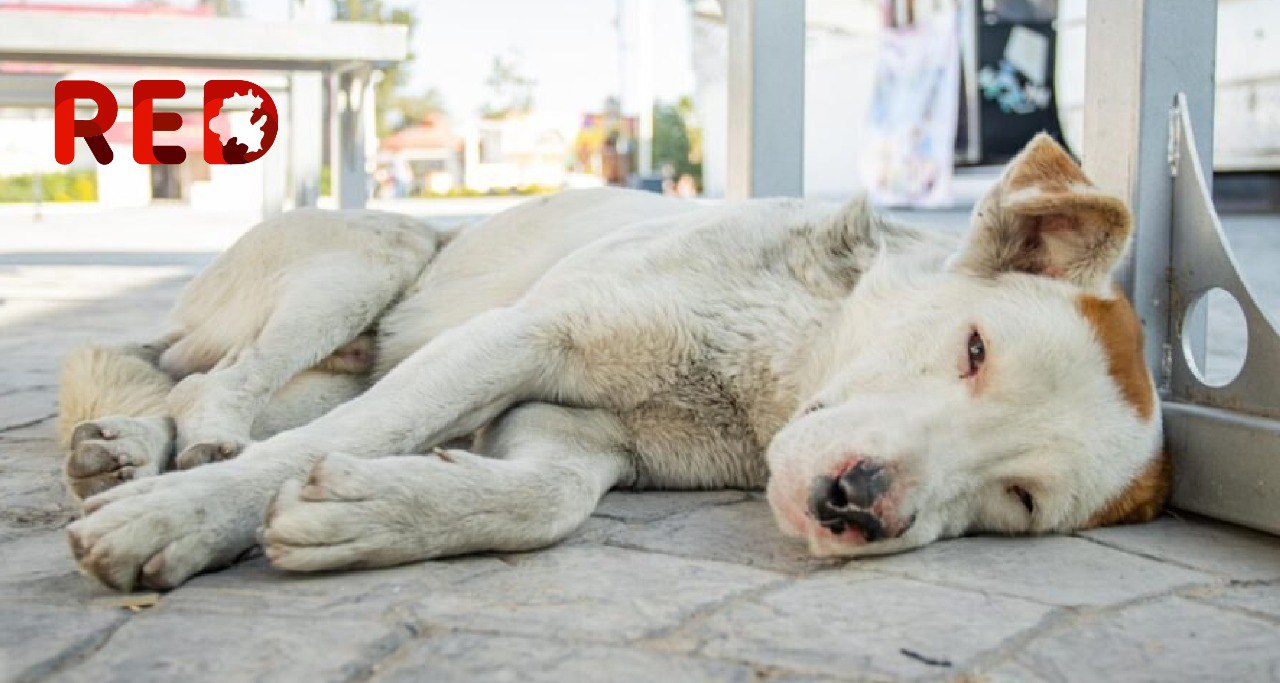 Mineral de la Reforma: Alertan sobre falsos veterinarios